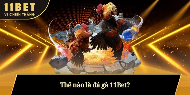Thế nào là đá gà 11Bet?